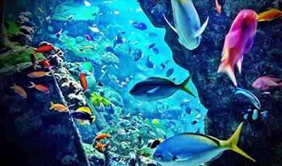 Dubai Aquarium and Underwater Zoo Ticket