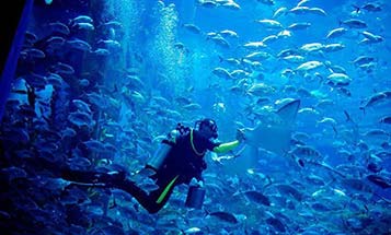 dubai-mall-aquarium-tour